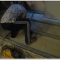 {Walk in Chiller] Install walk-in chiller at the grill restaurant in San Fernando